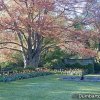 Dumbarton Oaks